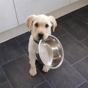 到了飯點不喂狗，你可知道后果的嚴重性？